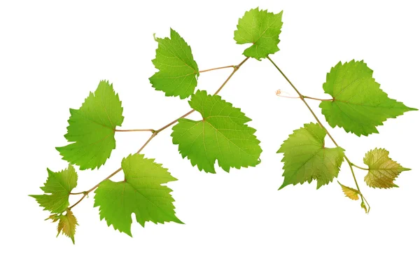 Vignes et feuilles isolées sur fond blanc — Photo