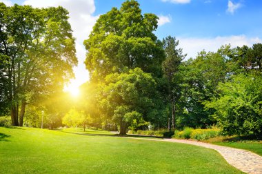 güzel Yeşil çimenler ile yaz park