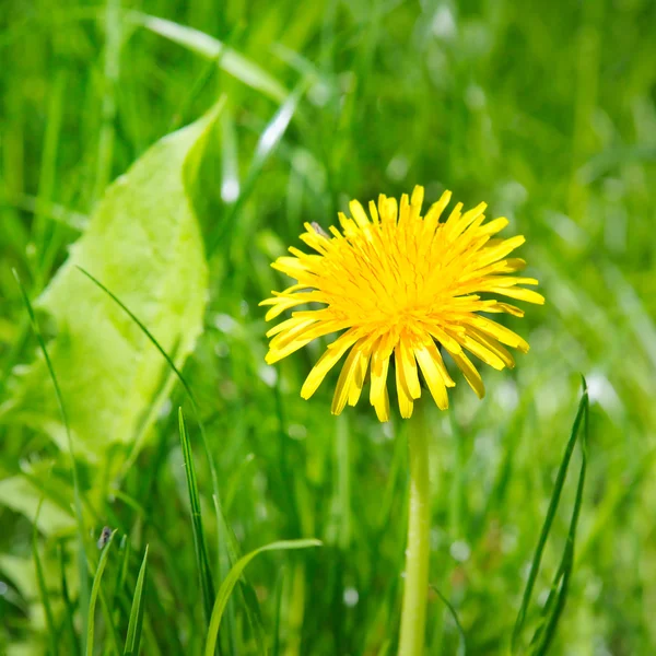 Gelber Löwenzahn auf einer grünen Wiese — Stockfoto