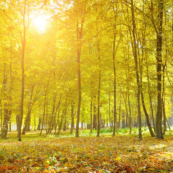 Schöner Herbstpark und Sonnenaufgang — Stockfoto