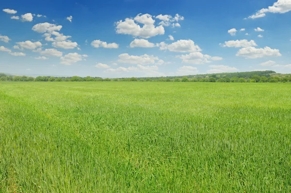 Groen veld en blauwe lucht met wolken — Stockfoto