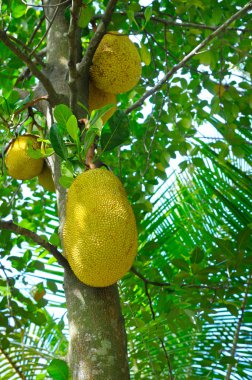 Ripe breadfruit (Artocarpus altilis) on a tree clipart