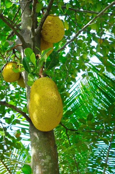 成熟的面包果 (菠萝蜜 altilis) 在一棵树上 — 图库照片