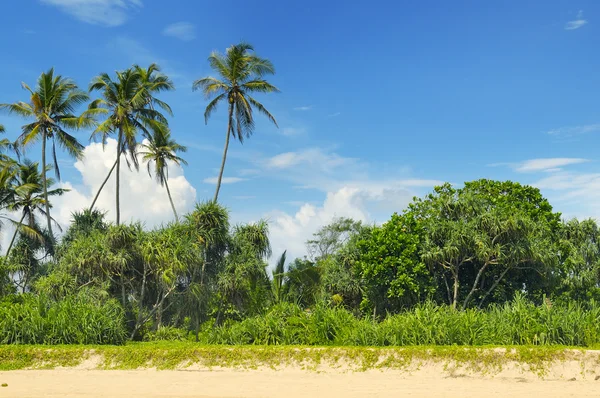 Palmiers tropicaux sur la plage de sable fin — Photo