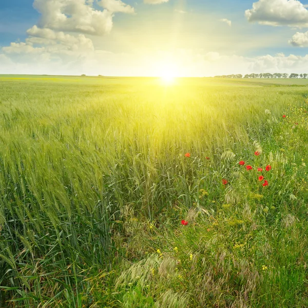 Feld, Sonnenaufgang und blauer Himmel — Stockfoto