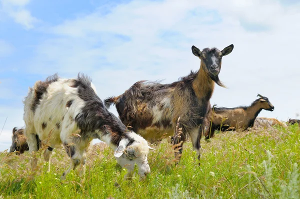 Domestic goats grazing on pasture — Stock Photo, Image