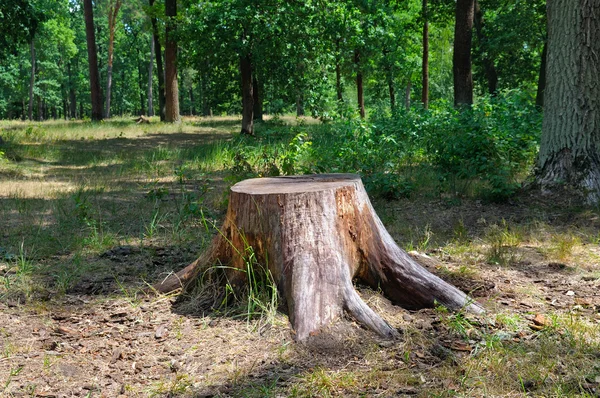 Ein alter Baumstumpf im Sommerpark — Stockfoto