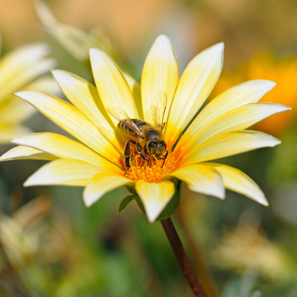 bee on a beautiful flower