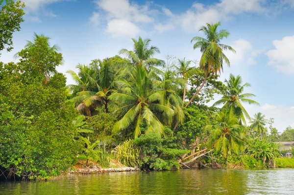 Bosque de palma tropical en la orilla del río —  Fotos de Stock