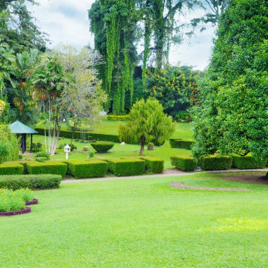 çim ve hedge yaz Park