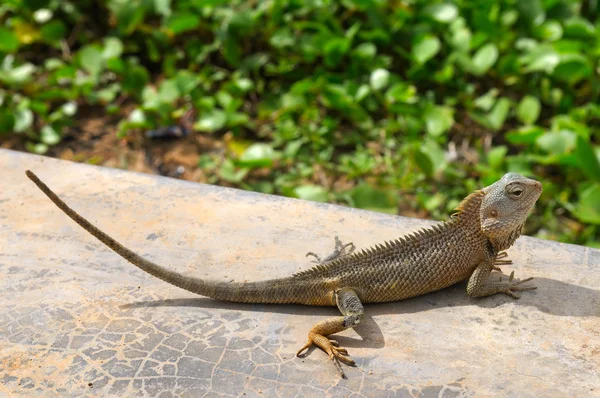 Ödla Solar sig i solen (djurlivet i Sri Lanka) — Stockfoto