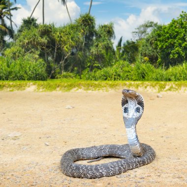 Kral Kobra vahşi doğada
