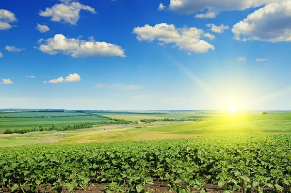 Fältet solrosfrön groddar och soluppgång — Stockfoto