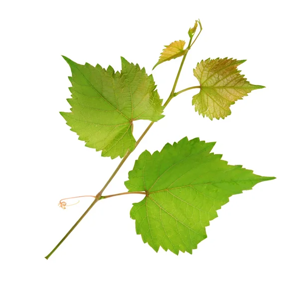 Vignes et feuilles isolées sur fond blanc — Photo