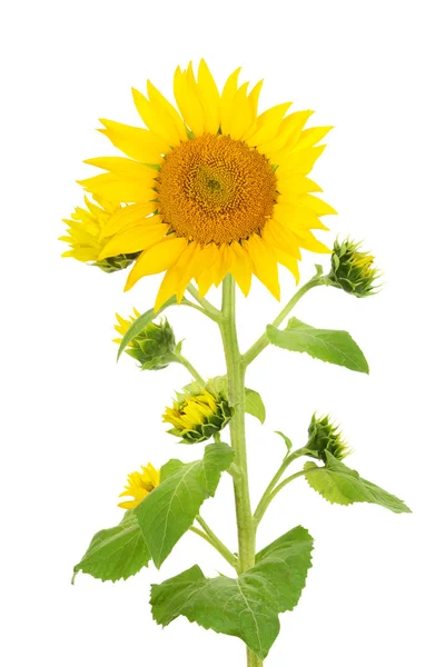 Blomma solros isolerad på vit bakgrund — Stockfoto