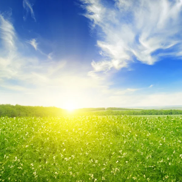 Campo, nascer do sol e céu azul — Fotografia de Stock