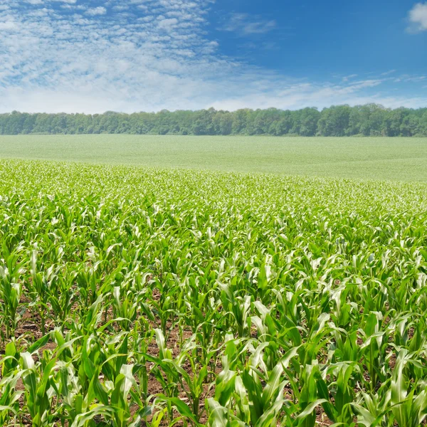 Campo de milho verde e céu azul — Fotografia de Stock