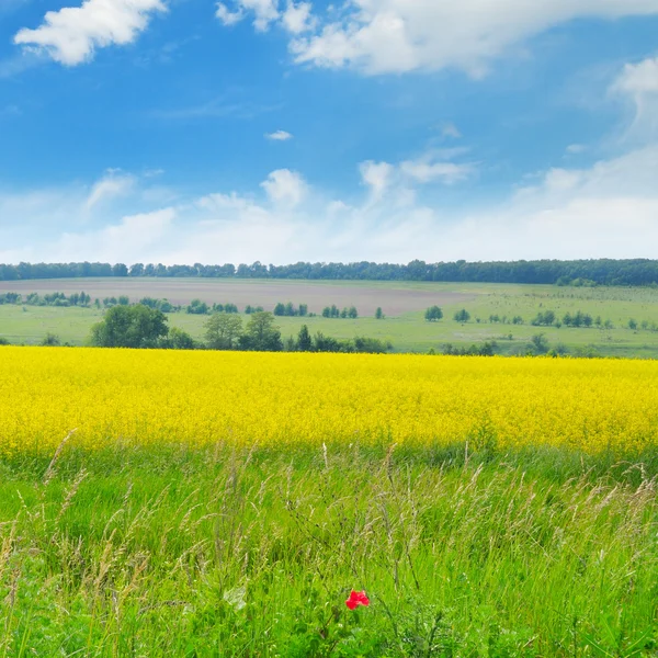 Raps fält och blå himmel — Stockfoto