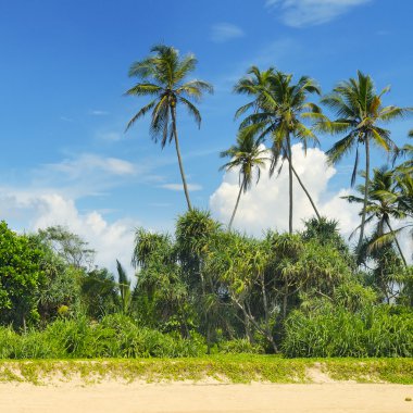 kumlu sahilde tropik avuç içi