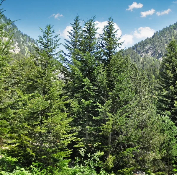 Fichtenwald am Hang — Stockfoto