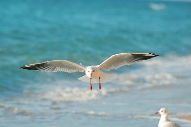 Martı denizin üzerinde uçuyor.