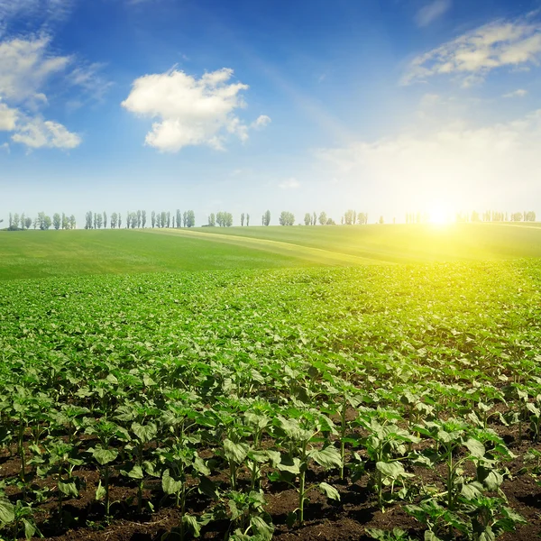 Sonnenblumenkohl und Sonnenaufgang — Stockfoto