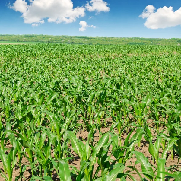 Zielone pole kukurydzy i błękitne niebo — Zdjęcie stockowe