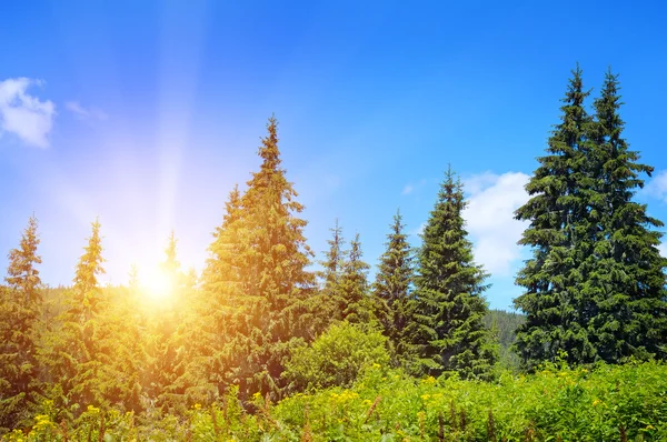 Forêt d'épinettes à flanc de colline — Photo