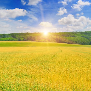 alan, gün doğumu ve mavi gökyüzü