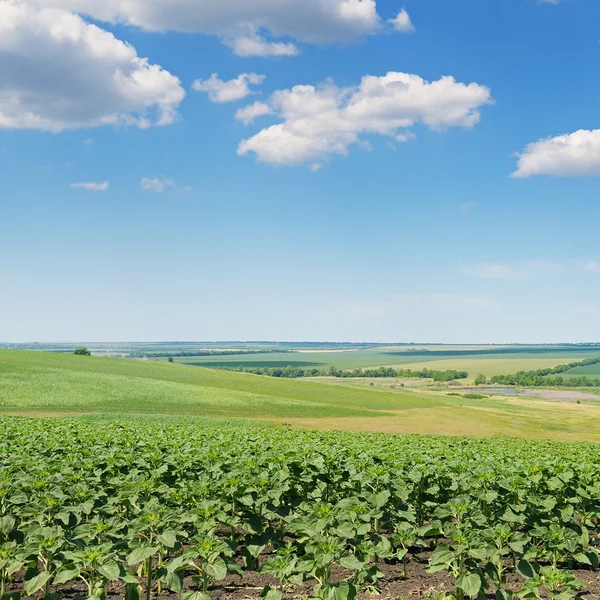 Feld sprießt Sonnenblume und blauer Himmel — Stockfoto