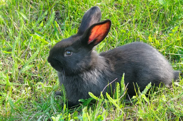 Little rabbit on green grass background — Stock Photo, Image