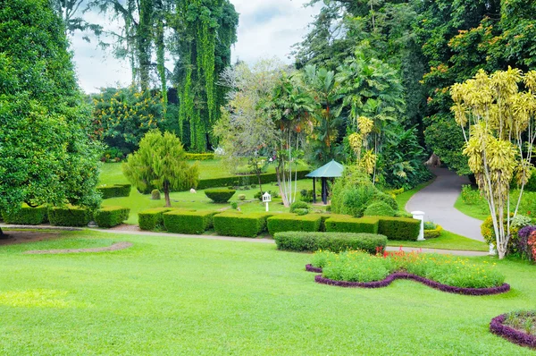 Prato e siepe in un parco estivo — Foto Stock