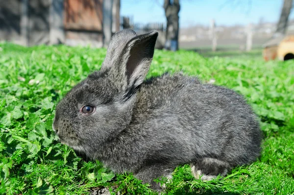 Pequeño conejo sobre fondo de hierba verde — Foto de Stock