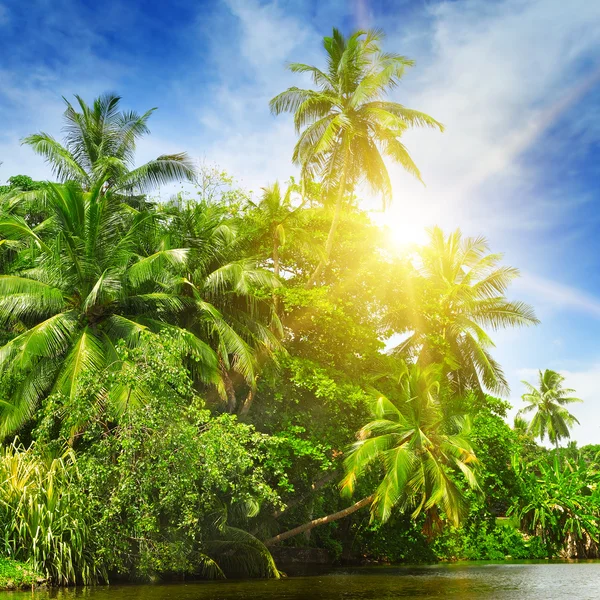 Tropischer Palmenwald am Flussufer — Stockfoto
