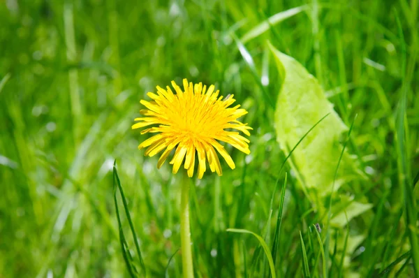 绿色草地上的黄色蒲公英 — 图库照片