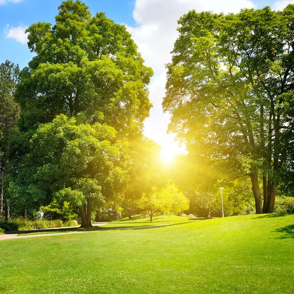 Sommerpark mit schönen grünen Rasenflächen — Stockfoto