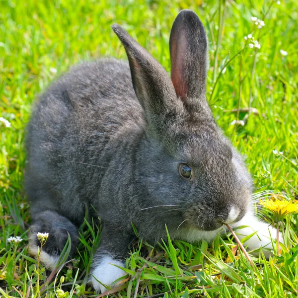 Pequeño conejo sobre fondo de hierba verde — Foto de Stock