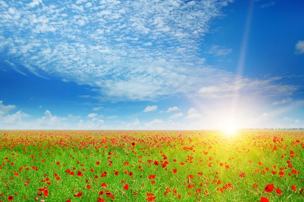 Feld mit Mohn und Sonne am blauen Himmel — Stockfoto