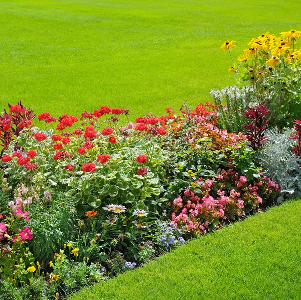 Piękne tło jasne Kwiaty ogrodowe — Zdjęcie stockowe