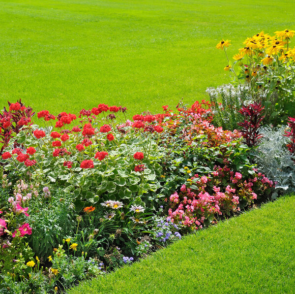 beautiful background of bright garden flowers