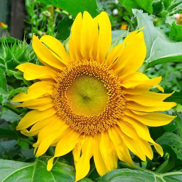 Girasoli su aiuola da giardino — Foto Stock