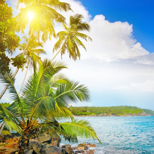 Océano y palmeras tropicales en la orilla — Foto de Stock