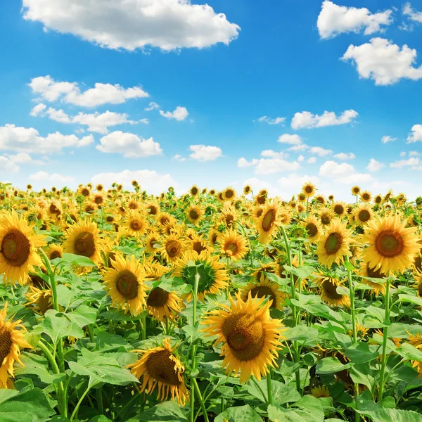 Подсолнечное поле и голубое небо — стоковое фото