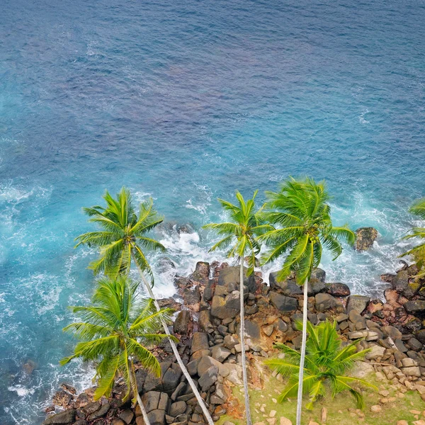 Océano, costa rocosa y palmeras de coco (vista superior ) —  Fotos de Stock