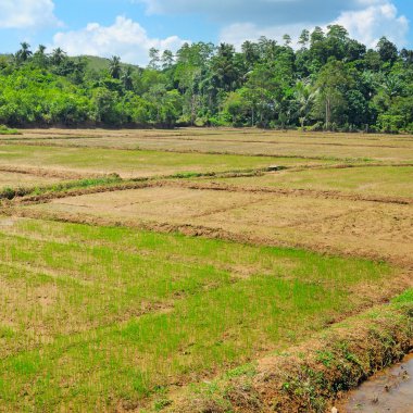 bitkileri pirinç Sri Lanka alanlarla