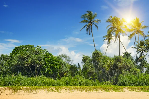 Palmiers tropicaux sur la plage de sable fin — Photo