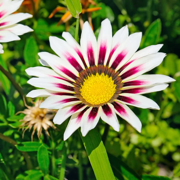 White daisies on a background of green leaves — Stock Photo, Image