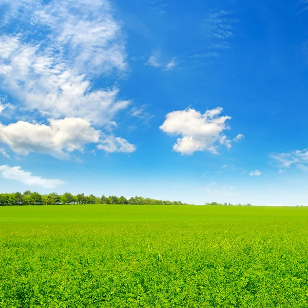 Grönt fält och blå himmel med ljusa moln — Stockfoto