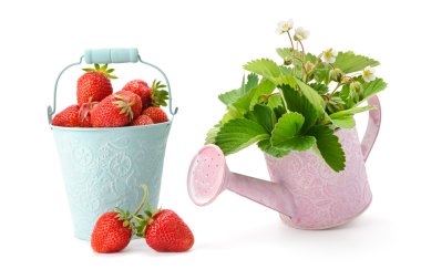 Berry ve çilek yaprak beyaz bir arka plan üzerinde izole