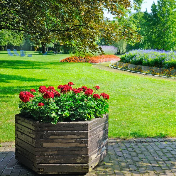 Sommerpark mit schönen Blumenbeeten — Stockfoto